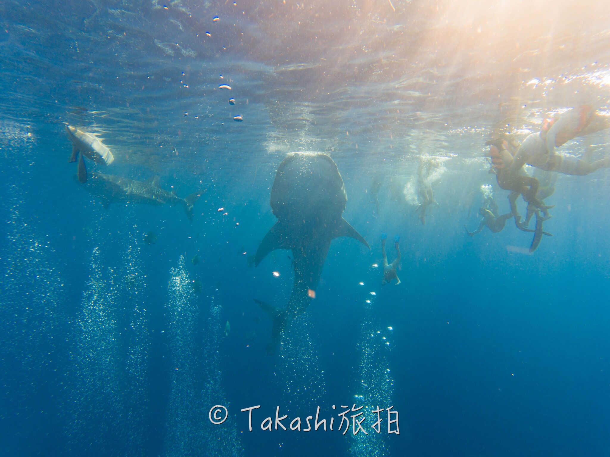 菲律賓宿霧、邦勞島、薄荷島 (Cebu、Panglau、Bohol)